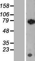 NBL1-15264 - RECQ1 Lysate