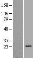 NBL1-15266 - REEP1 Lysate