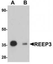 NBP1-77105 - REEP3