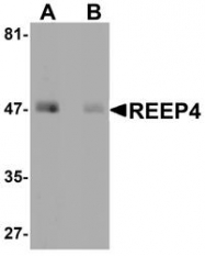 NBP1-76255 - REEP4