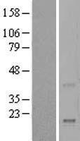 NBL1-15275 - REG4 Lysate