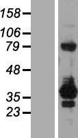 NBL1-15277 - RELL2 Lysate
