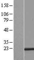 NBL1-15283 - RER1 Lysate