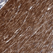NBP1-82746 - RERG
