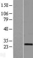 NBL1-15284 - RERG Lysate