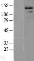 NBL1-15290 - REV1 Lysate