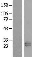 NBL1-15291 - REXO2 Lysate