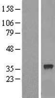 NBL1-15292 - RFC2 Lysate