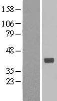 NBL1-15293 - RFC3 Lysate