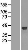 NBL1-15294 - RFC4 Lysate