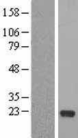 NBL1-15296 - RFESD Lysate