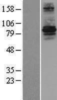 NBL1-15303 - RFWD3 Lysate
