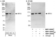 NBP1-52652 - RFX1