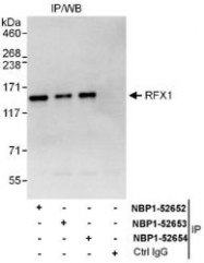 NBP1-52653 - RFX1