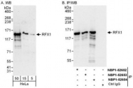 NBP1-52654 - RFX1