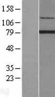 NBL1-15305 - RFX2 Lysate