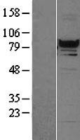NBL1-15306 - RFX3 Lysate