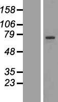 NBL1-15307 - RFX4 Lysate