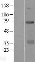 NBL1-15308 - RFX5 Lysate