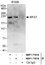 NBP1-71818 - RFX7