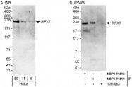 NBP1-71819 - RFX7