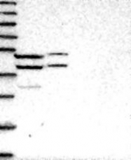 NBP1-83654 - RG9MTD1