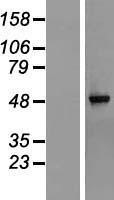 NBL1-15310 - RG9MTD1 Lysate