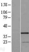 NBL1-15312 - RG9MTD3 Lysate