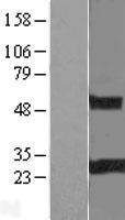 NBL1-15326 - RGS19 Lysate