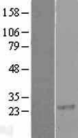 NBL1-15338 - RGS8 Lysate