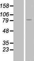 NBL1-15339 - RGS9 Lysate