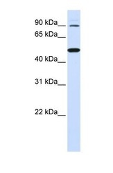 NBP1-59725 - RHBDF1