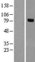 NBL1-15351 - RHOBTB1 Lysate