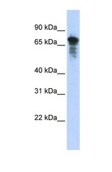 NBP1-55003 - Rhophilin 1 / RHPN1