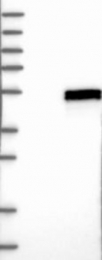 NBP1-86931 - Rhophilin 1 / RHPN1