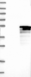 NBP1-83521 - RIBC1