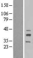 NBL1-15366 - RIBC2 Lysate