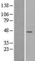 NBL1-15367 - RIC3 Lysate