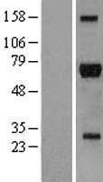 NBL1-15378 - RIPK2 Lysate
