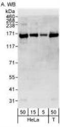 NB110-40578 - DHX9