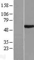 NBL1-17295 - RNF23 Lysate