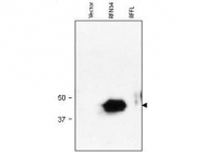 NBP1-77903 - BAT3