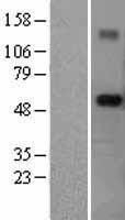 NBL1-17309 - RNF89 Lysate