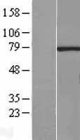 NBL1-15461 - RNGTT Lysate