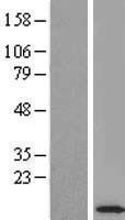 NBL1-12864 - ROBLD3 Lysate