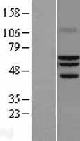 NBL1-15480 - ROR alpha Lysate