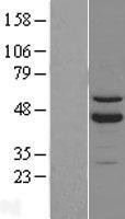 NBL1-15481 - ROR beta Lysate