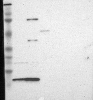 NBP1-87141 - RPA3 / RPA14