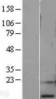 NBL1-15490 - RPA14 Lysate