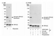 NBP1-23017 - RPA2